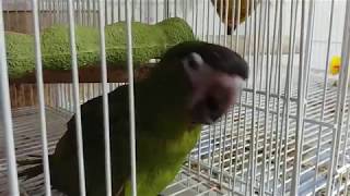 꽁알꽁알 하는 한스마카우