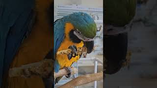 #리프패럿 #송도 #앵무새카페 #청금강 #동물체험 #앵무새 #parrot #bird #macaw #말하는앵무새  #영양바 #알곡바