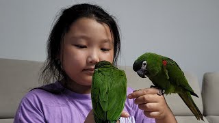 꽁패.앵무새.한스마카우.뽀미.한나.두달만에 집으로 복귀♡♡.2021.9.4