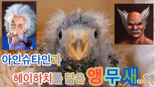 못생겼는데 귀여운 멸종위기종 아기앵무새! 넌 이름이 뭐야?