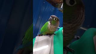 사육사 껌빡지 그린칙 코뉴어