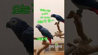 #회색앵무 #앵무새 #수명 80년이상 #아프리카 (중부 열대우림)
