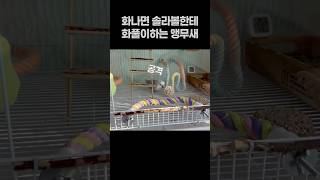 화나면 솔라볼한테 화풀이하는 앵무새 ⚽ 모란앵무 옹심이