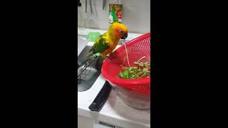 미나리먹는 썬코뉴어 다스