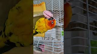 열릴듯 말듯~써니야 감 잡았어? #썬코뉴어 #앵무새 #parrot #열릴듯 말듯 #open #close #조금만 더 #little more #bird #써니