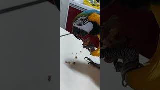 발골장인 앵무새의 뼈다귀 먹는장면 (꺼벙이, 청금강앵무…