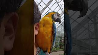 어깨 올라오길 좋아하는 청금강앵무