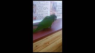 폴짝 뛰는 한스마카우 사랑이