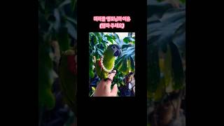 시끄러움 주의! 아침에 맘마달라고 하는 앵무새 #앵무새 #한스마카우 #두루 #맘마무새 #미라클앵모닝 #미라클모닝
