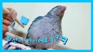 앵무새 블루퀘이커 소리,소음(30초)