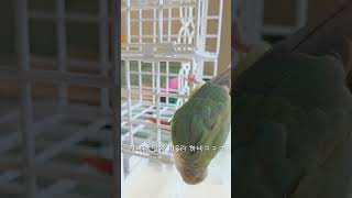 코뉴어앵무새럭키라떼오후일상 #shorts #코뉴어 #집…