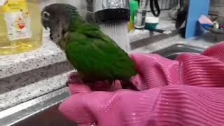 코뉴어앵무새목욕하기
