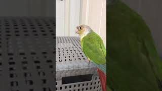 우리 소망이 눈이 참 예쁘네 오늘 포즈도 좋아(코뉴어)