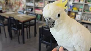 우리이쁜 아이들 델구 리프페럿 왔네요 ~~ #회색앵무새…