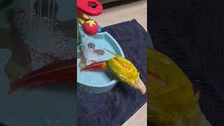 목욕즐기는 썬칙코뉴어 레몬이#birds #parrot #썬칙 #썬칙코뉴어#목욕하는 앵무새 #코뉴어목욕 #추천 #목욕#귀여운#레몬이