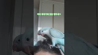 버르장머리 없는 앵앵이들~ 근데 시원함ㅋ #parrot…