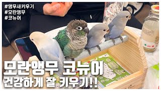 [리프승수가 간다!] 모란앵무 코뉴어 건강하게 잘 키우…