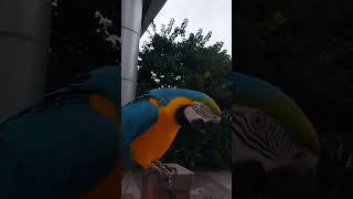 간식을 간절히 원하는 앵무새 #animal #parro…