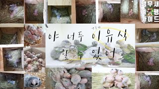 앵무새 이유조 이유식 하는 방법/ 야! 너두 이유식 할 수 있어! 튜브이유식, 숟가락 이유식/ 이유식  1000마리
