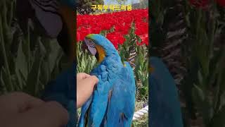 루카랑 꽃구경 #청금강앵무새 #shorts