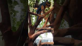 호두 먹는 청금강앵무