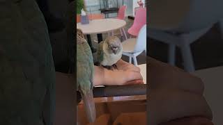 횃대에도 안가고 엄마손등에서 떠나지 않는 아기코뉴어.이…