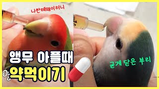 앵무새 아플 때 약먹이는 법 
