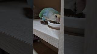 먹을 땐 새도 건들지 말아요#앵무새 #모란앵무 #par…