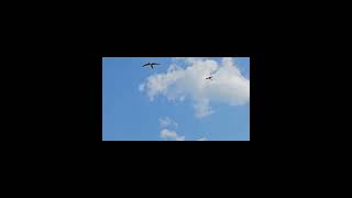 청금강 믿음이 청주 무심천 자유비행기