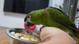 공서연.한스마카우.뽀미식사시간.앵멍.2021.4.21