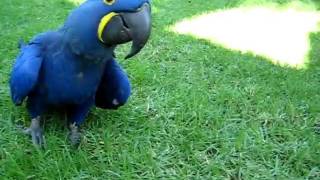 Blue Parrot (Hyacinth Macaw) chases girl