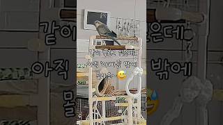 나는 아는 거나 불러야지~ #퀘이커앵무송꾸꾸