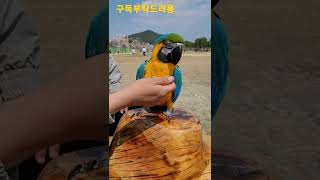 청금강앵무새 휘슬 반응 훈련 #shorts