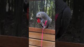 겨울에 분양간 회색앵무 백호가 입양 보호자님과 여름 산책을 하고 있어요