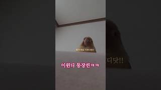 ▪︎노래하나 깔았을뿐인데ㅋㅋ #반려새 #반려조 #코뉴어…