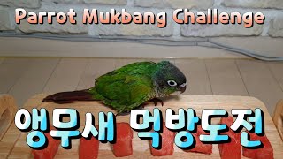 앵무새 먹방시도/ASMR