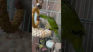 리오해피링 #앵무새 #퀘이커 #parrot #동그란그네…