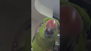 #목도리앵무 #나의 베스트프렌드를 소개합니다 #집사랑카…