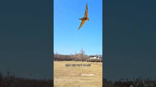 서울숲에 날아 다니는 앵무새 !? 산책 나온 청금강 #앵무새