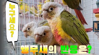 Who are you? 앵무새의 반응은??