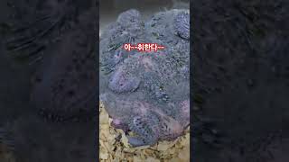 코가 삐뚤어져라 자는 코뉴어 4둥이!