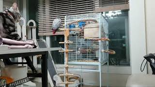 노래하는 앵무 빼로