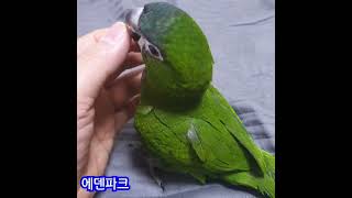 한스마카우 아가 알곡적응중 #앵무새 #bird #앵무새카페 #에덴파크 #한스마카우 #앵무새분양