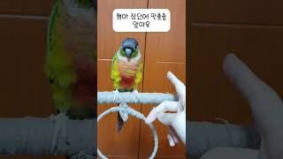 형아 장단에 담이와 연두의 다른 반응?!#코뉴어앵무새 #shorts #conure