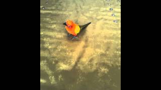 Funny CHOLONG) sun conure is w…