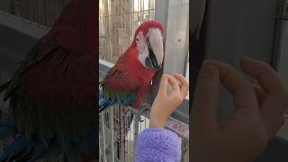 춤추는 코카투와 다양한 앵무새들 #macaw