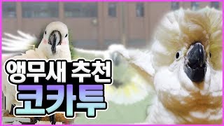 앵무새 추천! 코카투