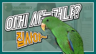 앵집사의 리얼 일상! 앵무새 키우기, 너 참 손많이간다…