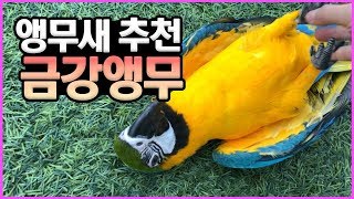 앵무새 추천! 청금강=마카우