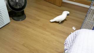 Umbrella Cockatoo &quot;Tae si…